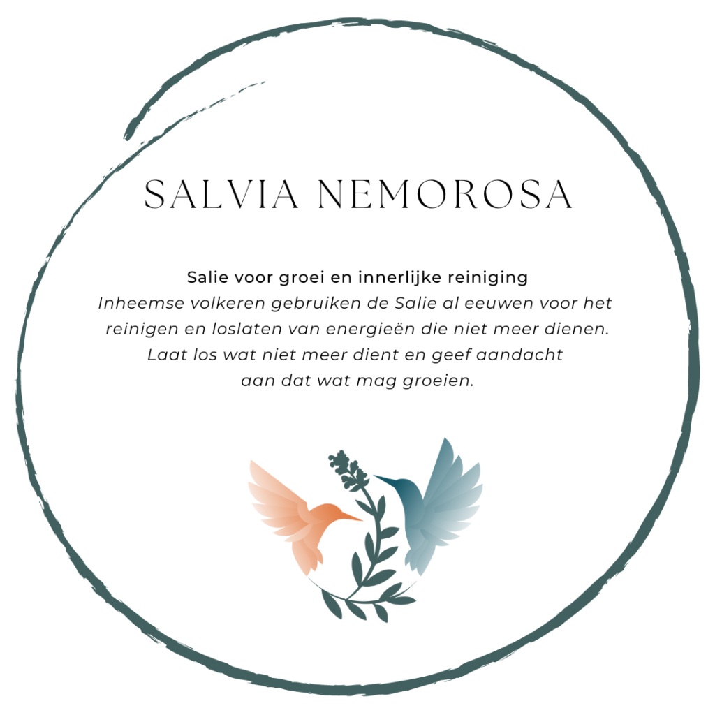 Salvia Nemorasa